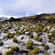 Ratones de glaciar fotografiados en Breidamerkurjokull, Islandia, en 2005